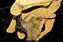 Murciélago polinizador de la especie Leptonycteris nivalis con polen en su cuerpo (manchas amarillas), una de las tres especies de estudio de la doctora Emma Patricia Gómez Ruiz, de la Universidad Autónoma de Nuevo León.