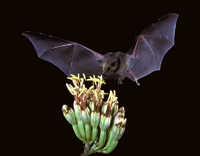 Los murciélagos realizan diversos servicios ambientales como la dispersión de semillas y el control de plagas de diversos cultivos. Por ser muy sensibles a las perturbaciones del hábitat, se les considera un indicador del estado de conservación de las selvas tropicales. En México se tienen registradas más de 140 especies de murciélagos y 15 están amenazadas.