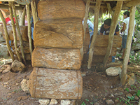 Colonias de Melipona beecheii en jobones mayas.