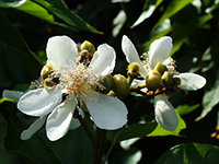 Melipona beecheii polinizando flor de achiote, planta esencial en la cocina tradicional yucateca.