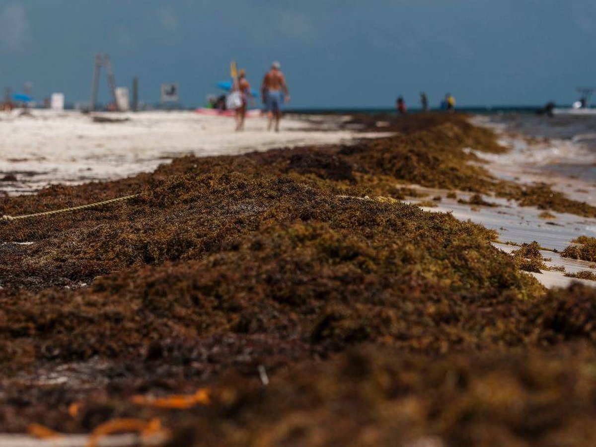 El impacto del sargazo es complejo e importante de comprender porque no sólo afecta al turismo, sino a los ecosistemas marinos y terrestres.