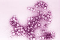 Los enterovirus son responsables de varios tipos de enfermedades infecciosas en los niños.