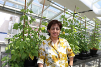 La doctora Alejandra Covarrubias Robles, del Departamento de Biología Molecular de Plantas del Instituto de Biotecnología de la UNAM, ha centrado sus estudios en el frijol, semilla muy importante para el país desde el punto de vista cultural y de consumo.