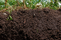 El suelo es un recurso que proporciona aire limpio a través de la vegetación que sustenta y agua potable por ser el gran filtro por el que pasa y se retiene el agua de lluvia que luego se extrae de los pozos. Al perderse la cobertura forestal de los suelos, la lluvia arrastra hacia los valles suelo y rocas, ocasionando la pérdida de suelo fértil e inundaciones en los asentamientos urbanos.