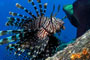 La invasión del pez león se ha extendido a lo largo de la costera de la península de Yuacatán, incluyendo la totalidad de los arrecifes de coral de Mesoamérica y se ha registrado en todo el Caribe hasta Venezuela.