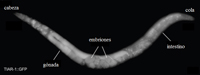 Nematodo transgénico fluorescente creado con la técnica de CRISPR/Cas9.