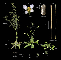 En las primeras etapas del desarrollo de la semilla de la planta Arabidopsis thaliana, los genes provenientes de la madre y del padre no se expresan de manera uniforme: los genomas parentales no influyen al mismo nivel durante el desarrollo embrionario de su progenie, teniendo más relevancia la contraparte materna. Hoy se sabe, por ejemplo, lo que pasa en particular en el desarrollo embrionario, pero se desconoce aún el mecanismo por el cual ocurre.