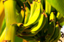 La Sigatoka negra infecta las hojas del plátano, lo que ocasiona pérdidas millonarias para los productores de nuestro país.