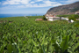 En los países europeos, los estándares de calidad son tan estrictos que los compradores visitan las plantaciones para constatar la calidad de la futura cosecha.