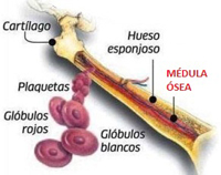 Esquema de la médula ósea, donde se producen las células sanguíneas, las cuales se utilizan para trasplantes alogénicos de células madre hematopoyéticas para el tratamiento de diversas enfermedades autoinmunes.