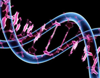 Imagen ilustrativa del genoma humano.