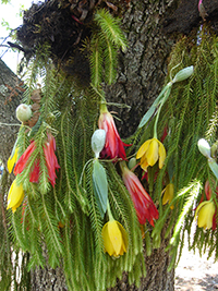 Las tres plantas más usadas como adornos durante la Semana Santa en Zaachila, Oaxaca, son: la disciplina (Huperzia serrata), el junco rojo (Disocactus ackermannii) y el lirio amarillo (Prosthechea karwinskii).