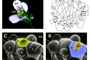 Órganos florales de la Arabidopsis thaliana y factores genéticos involucrados en su diferenciación. Tomada del trabajo de Elena Álvarez Buylla y colaboradores publicado en septiembre de 2012 en Physical Review Letters.