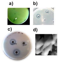 Diferentes compuestos bacterianos. (a) Las bacterias pueden liberar ácidos o péptidos antimicrobianos que inhibien el crecimento de las bacterias. Observese el halo alrededor de una colonia bacteriana la cual inhibe el crecimiento de otra bacteria. (b, c) Bacteriocinas y  quitinasas de Bacillus thuringiensis colocadas en positos localizados en cajas que contienen bacterias (ejemplo B. cereus) o quitina coloidal. Las bacteriocinas (b) y (c) quitinasa aniquilan a otras bacterias e hidrolizan quitina, respectivamente. (d) Fotografia de cristales insecticidas de B. thuringiensis tomadas mediante microscopia electrónica de barrido.