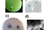 Diferentes compuestos bacterianos. (a) Las bacterias pueden liberar ácidos o péptidos antimicrobianos que inhibien el crecimento de las bacterias. Observese el halo alrededor de una colonia bacteriana la cual inhibe el crecimiento de otra bacteria. (b, c) Bacteriocinas y  quitinasas de Bacillus thuringiensis colocadas en positos localizados en cajas que contienen bacterias (ejemplo B. cereus) o quitina coloidal. Las bacteriocinas (b) y (c) quitinasa aniquilan a otras bacterias e hidrolizan quitina, respectivamente. (d) Fotografia de cristales insecticidas de B. thuringiensis tomadas mediante microscopia electrónica de barrido.