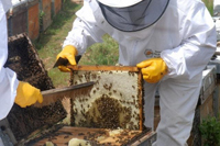 La apicultura es una de las actividades agropecuarias que se relaciona de forma especial con la luz. Estos insectos para producir miel recolectan de las flores el néctar, que depende de la asimilación de azúcar de las plantas y de la conversión de materia inorgánica en materia orgánica gracias a la energía que aporta la luz, es decir, la fotosíntesis.