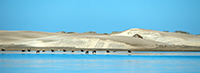 Imagen: bahía Magdalena, Baja California. En México existen alrededor de 800 mil hectáreas de dunas costeras, en ellas se encuentra el 10% de la diversidad de plantas del país, así como una gran riqueza de animales. Estas acumulaciones de arena purican el agua y protegen la costa ante tormentas, huracanes y tsunamis.