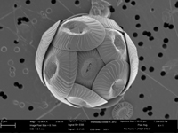 Coccolithus pelagicus visto en el microscopio electrónico, imagen obtenida de la International Nannoplankton Association, (Young et al., 2014).