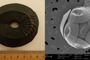 Representación de Coccolithus pelagicus. Izquierda figura a escala amplificada, derecha imagen de microscopio electrónico obtenida de la International Nannoplankton Association, (Young et al., 2014).