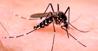 Imagen de ejemplar de mosquito de la especie Aedes aegypti, transmisor del virus Zika.