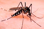 Imagen de ejemplar de mosquito de la especie Aedes aegypti, transmisor del virus Zika.
