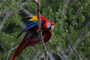 Los estudios genéticos muestran que las poblaciones de esta guacamaya que se encuentran en México corresponden a la subespecie de América Central llamada Ara macao cyanoptera.