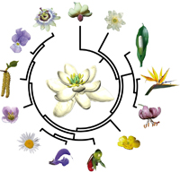 El modelo de la flor ancestral permite conocer las características morfológicas del ancestro común de las más de 300 mil especies vivientes de plantas con flor y también reconstruir cómo eran las flores en diferentes etapas a lo largo de la evolución de las angiospermas.