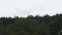 Área Natural Protegida en el estado de Veracruz, Parque Nacional Cofre de Perote.