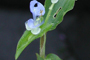 La presencia de la planta Commelina diffusa es muy útil en los cafetales de manejo tradicional pues inhibe el crecimiento de otras hierbas que pueden competir por los nutrientes del suelo.