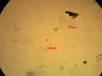 Fitolitos de Manihot sp,  evidencia de los tubérculos en la dieta olmeca.