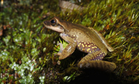 Charadrahyla esperancensis, especie descrita por Edna González Bernal y su equipo de colaboradores en la revista Zootaxa.