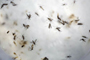 Imagen de mosquitos Aedes aegypti en laboratorio. Una de las estrategias que se llevan a cabo para frenar los casos por infección del virus Zika, es reproducir mosquitos estériles mediante técnicas de modificación genética para que se apareen con hembras silvestre.