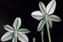 La Estrellita (Aster subulatus), planta con usos medicinales, forma parte de la especies que serán protegidas.