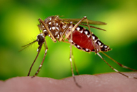 Además del dengue, el mosquito Aedes aegypti es transmisor de la fiebre amarilla.