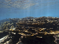 Coral cuerno de alce (Acropora palmata) en el Arrecife Limones.