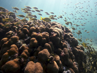 Peces asociados a otro importante coral constructor de hábitat en el Caribe, el coral Orbicella  spp.