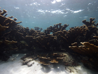 Coral cuerno de alce en el Arrecife Limones.