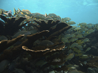 Peces asociados al coral cuerno de alce en el Arrecife Limones.