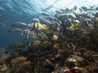 Diversidad de peces asociados a un arrecife coralino en Puerto Morelos.