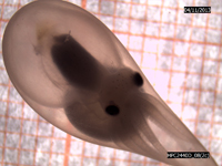 Embrión de Octopus maya a punto de salir del huevo.