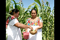 Aunque al interior de la población maya yucateca la ancestral práctica de la agricultura se ha ido abandonando, la milpa se considera el soporte fundamental de su cultura. Las prácticas alrededor de esta actividad orillan a mantener una organización familiar definiendo papeles productivos y rituales de hombres y mujeres, ancianos, jóvenes y niños, señala el investigador Luis Alfonso Ramírez Carrillo.