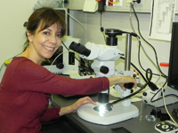 Doctora Ligia Pérez Cruz, investigadora del Instituto de Geofísica de la UNAM, en su trabajo de laboratorio en el Centro de Ciencias del Medio Marino (MARUM) en la Universidad de Bremen, en Alemania.