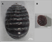 a) Vista dorsal del adulto Dactylopius coccus, b) Dactylopius opuntiae.