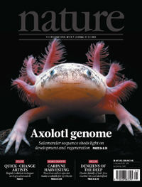 Para la secuenciación del genoma del axolote se utilizaron ejemplares albinos (poco comunes en la naturaleza) y cafés del laboratorio de la doctora Elly M. Tanaka, de las coautoras principales del artículo de portada en Nature, en el que participaron a través de un consorcio internacional investigadores mexicanos.