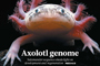 Para la secuenciación del genoma del axolote se utilizaron ejemplares albinos (poco comunes en la naturaleza) y cafés del laboratorio de la doctora Elly M. Tanaka, de las coautoras principales del artículo de portada en Nature, en el que participaron a través de un consorcio internacional investigadores mexicanos.