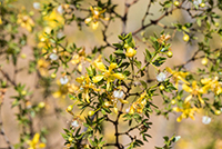 En la imagen: Planta Larrea tridentata, conocida comúnmente como gobernadora, contiene compuestos con actividad antituberculosa similares al etambutol, sustancia utilizada para el tratamiento de esta enfermedad altamente contagiosa.