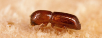 Imagen de escarabajo ambrosia de laurel rojo (Xyleborus glabratus), una de las especies en las que enfoca sus investigaciones el doctor Martín Aluja, director del Inecol.