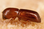 Imagen de escarabajo ambrosia de laurel rojo (Xyleborus glabratus), una de las especies en las que enfoca sus investigaciones el doctor Martín Aluja, director del Inecol.