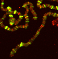En la figura se muestra la localización en cromosomas de Drosophila del factor de reparación y transcripción (TFIIH) del ADN. La bandas amarillas corresponden a sitios en los que TFIIH coincide con la RNA polimerasa II y las bandas rojas donde se encuentra solo