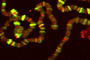 En la figura se muestra la localización en cromosomas de Drosophila del factor de reparación y transcripción (TFIIH) del ADN.  La bandas amarillas corresponden a sitios en los que TFIIH coincide con la RNA polimerasa II y las bandas rojas donde se encuentra solo.